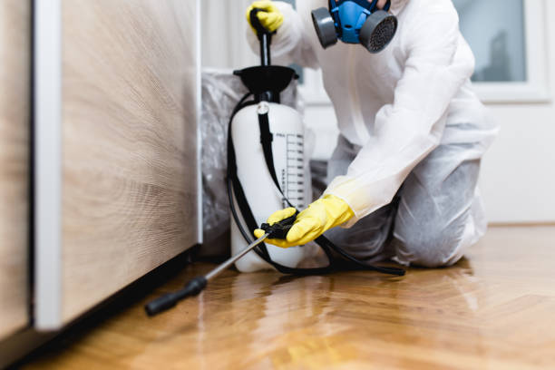 Best Flea Control Services  in Tooele, UT