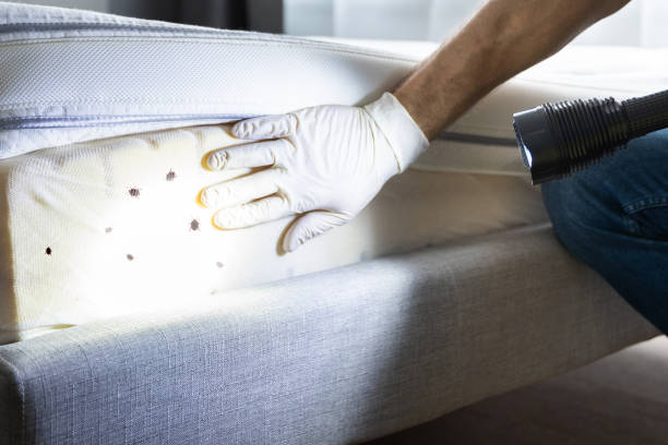 Best Mosquito Control Services  in Tooele, UT